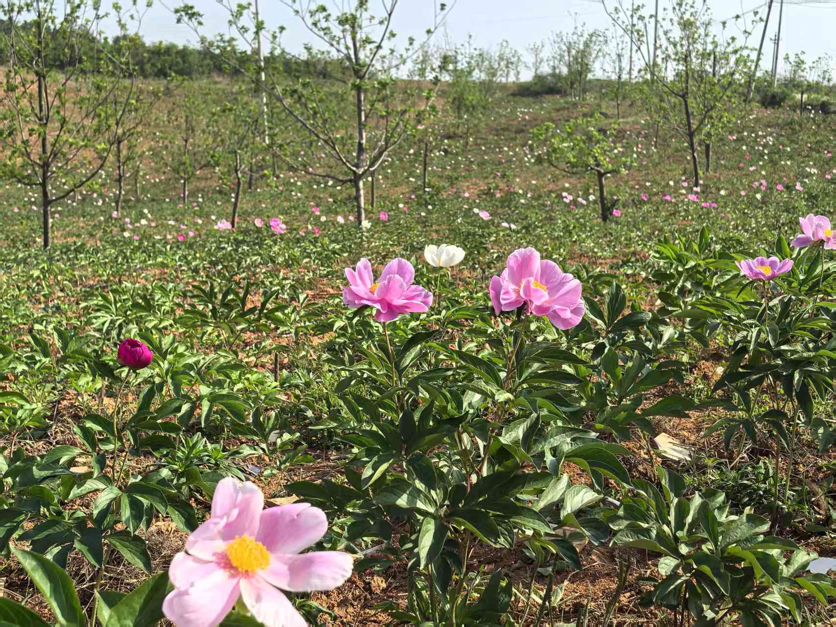 桃林寺镇永红村： 林下生“金”  千亩芍药绽放“致富花”