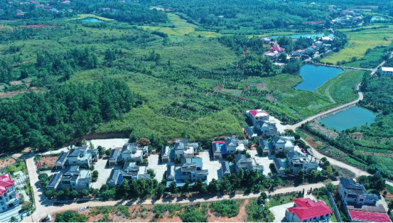 桃林寺镇合力村：党建红引领振兴路，绘就和美乡村新画卷
