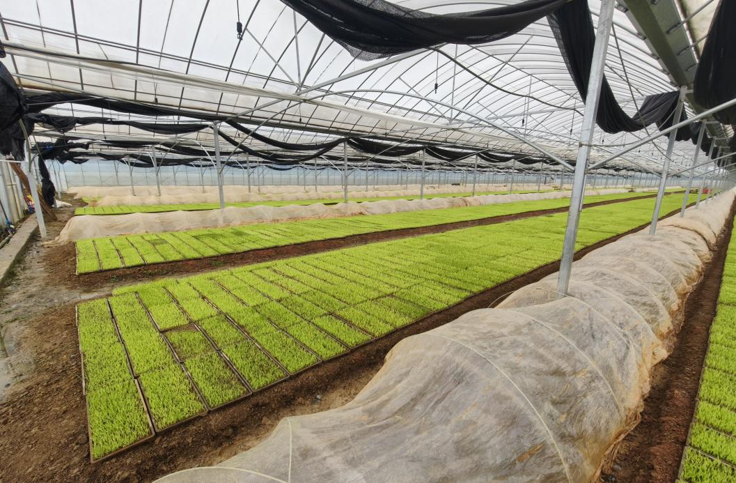 白水镇：“大棚+小拱棚” 连阴雨里育好秧