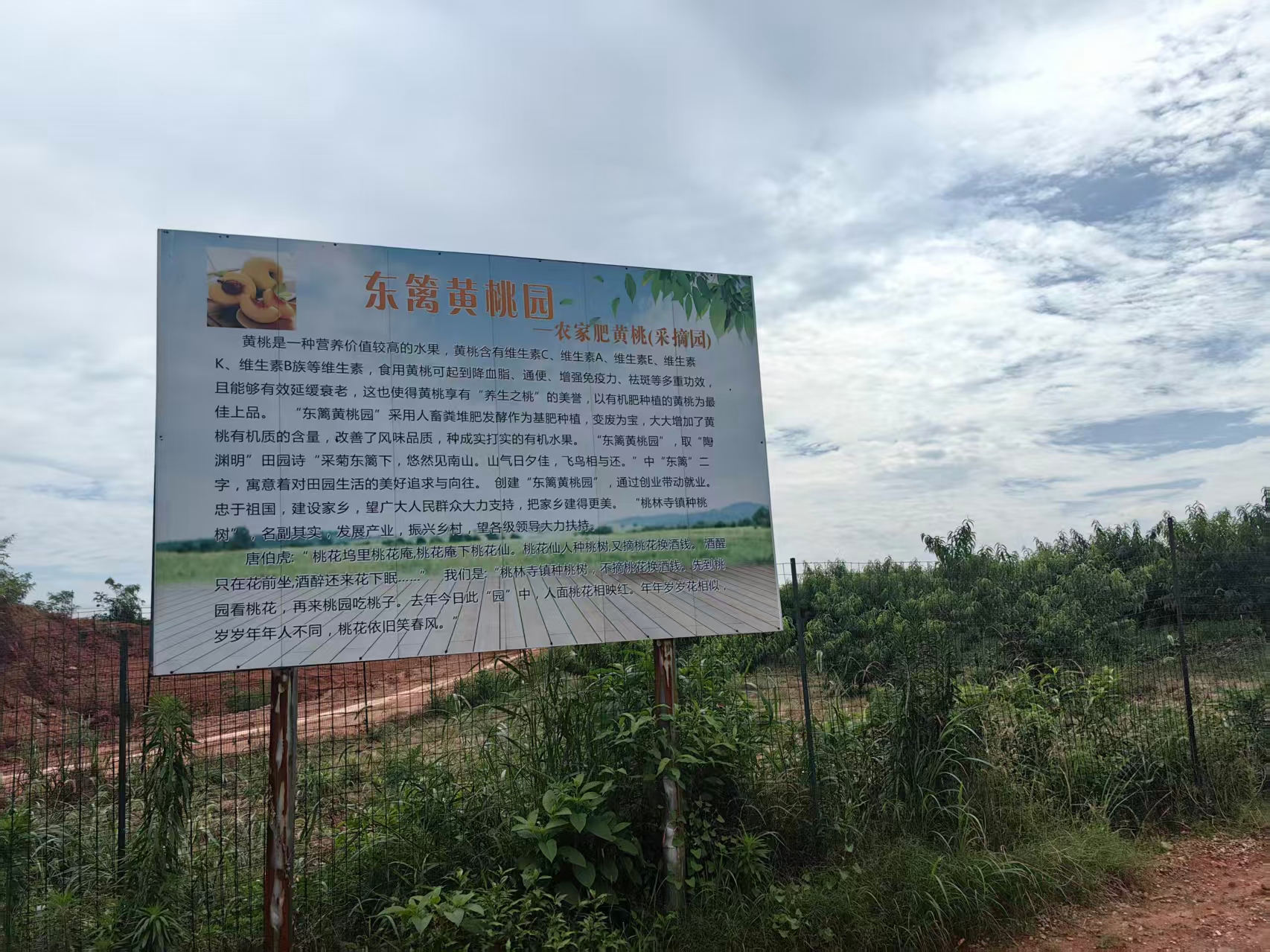 “新农人”吴玉龙的黄桃园，今年又开园了！就在桃林寺镇高丰村